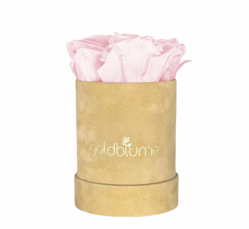 Velvet Beige Collection - Goldblume 