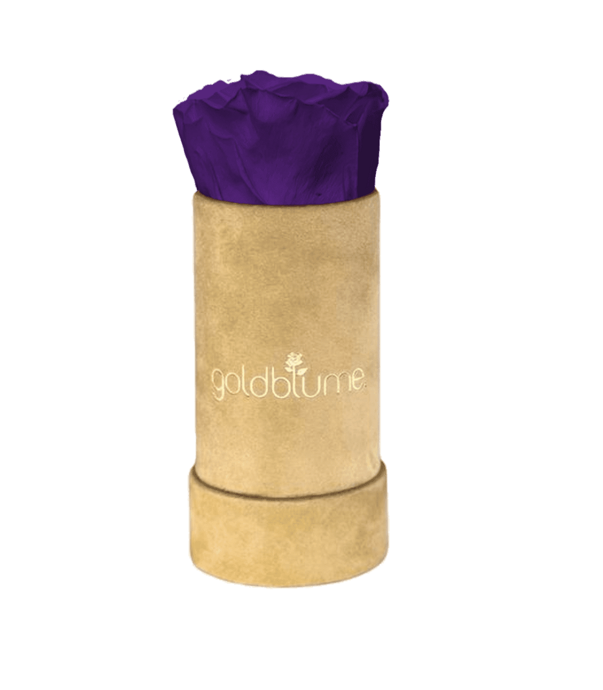 Velvet Beige Collection - Goldblume 