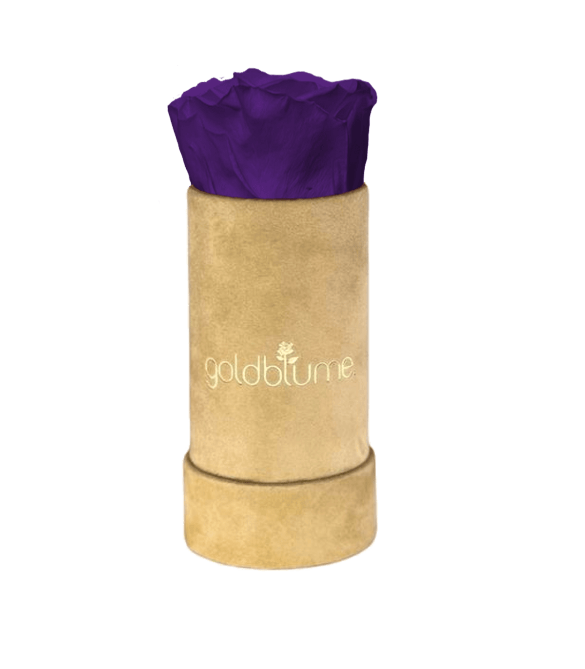 Velvet Beige Collection - Goldblume 