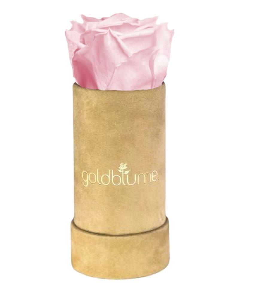 Velvet Beige Collection - Goldblume 