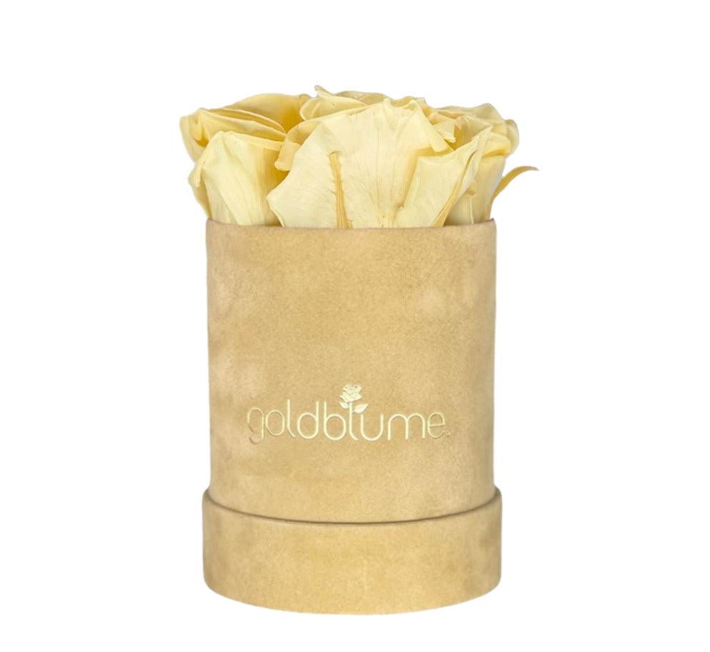 Velvet Beige Collection - Goldblume 