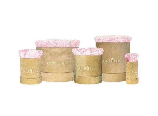 Velvet Beige Collection - Goldblume 
