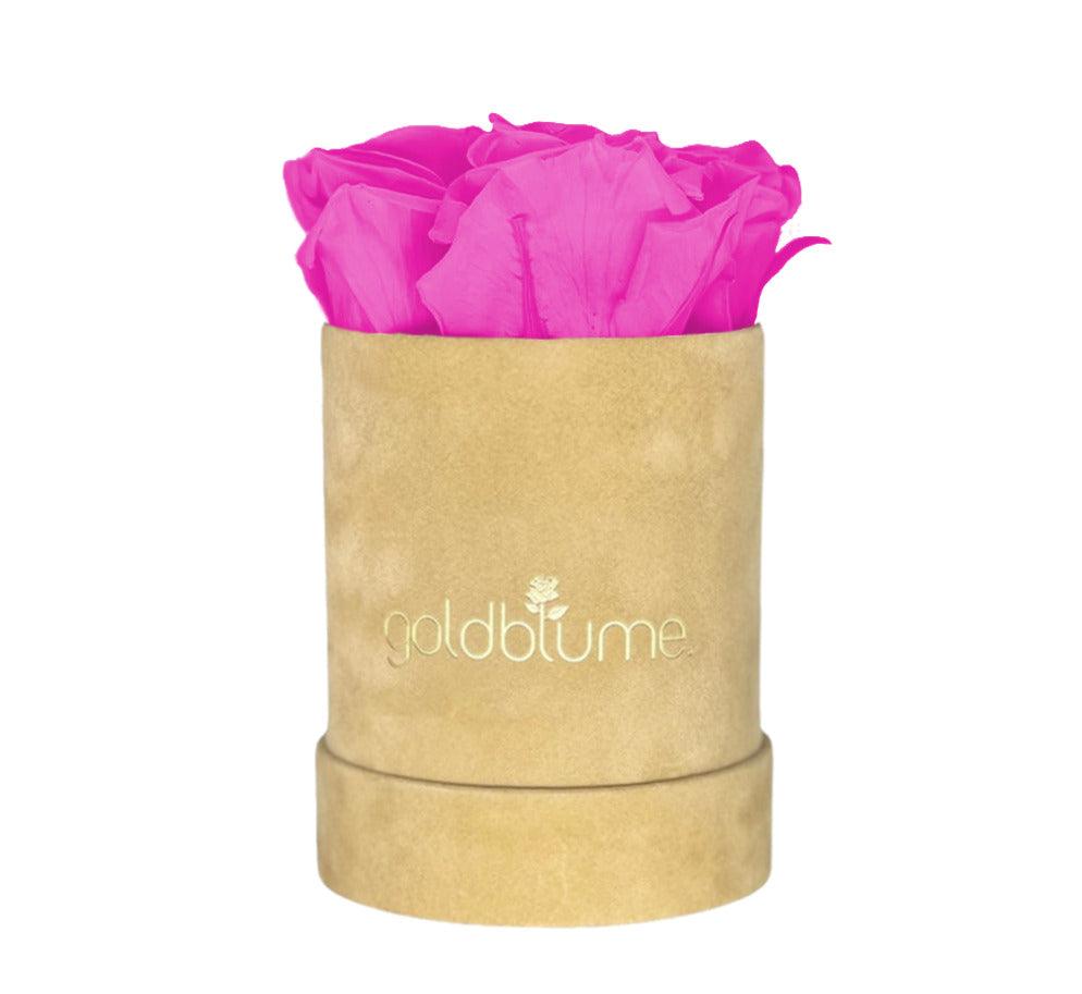 Velvet Beige Collection - Goldblume 