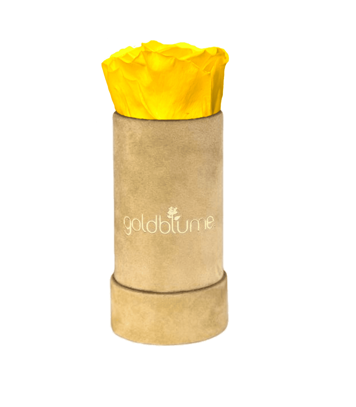 Velvet Beige Collection - Goldblume 