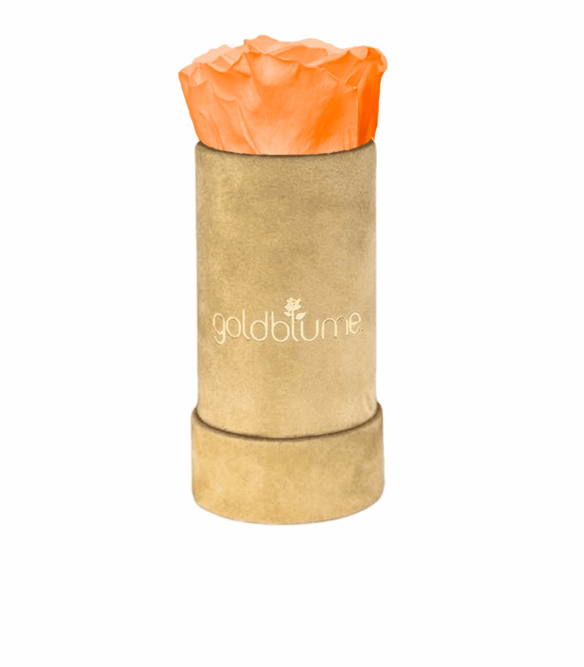 Velvet Beige Collection - Goldblume 