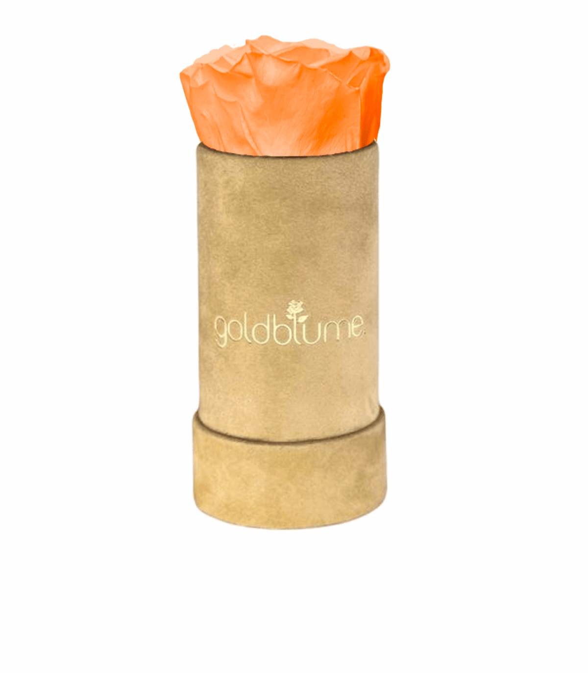 Velvet Beige Collection - Goldblume 