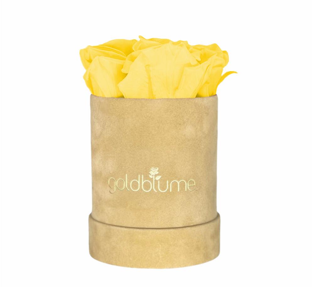 Velvet Beige Collection - Goldblume 