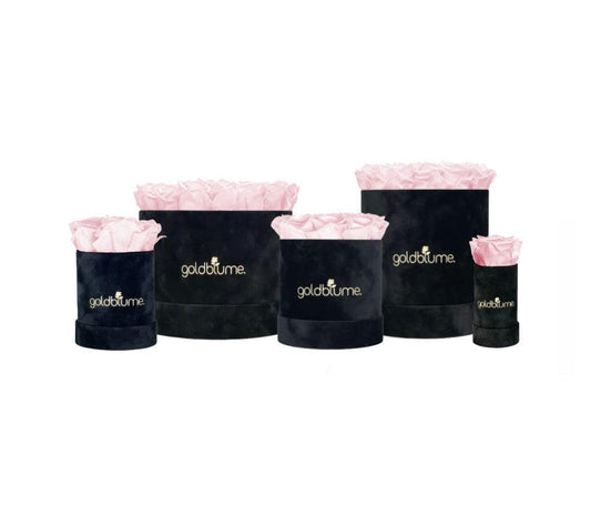 Velvet Black Collection - Goldblume 