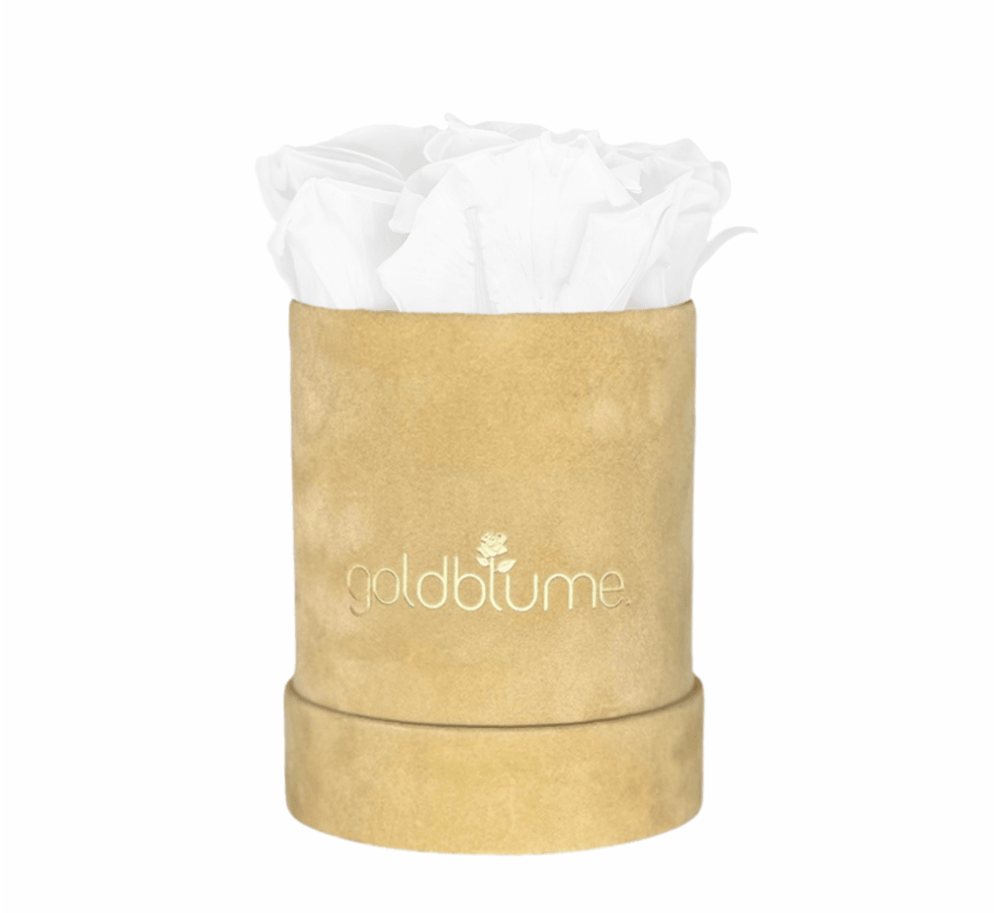Velvet Beige Collection - Goldblume 