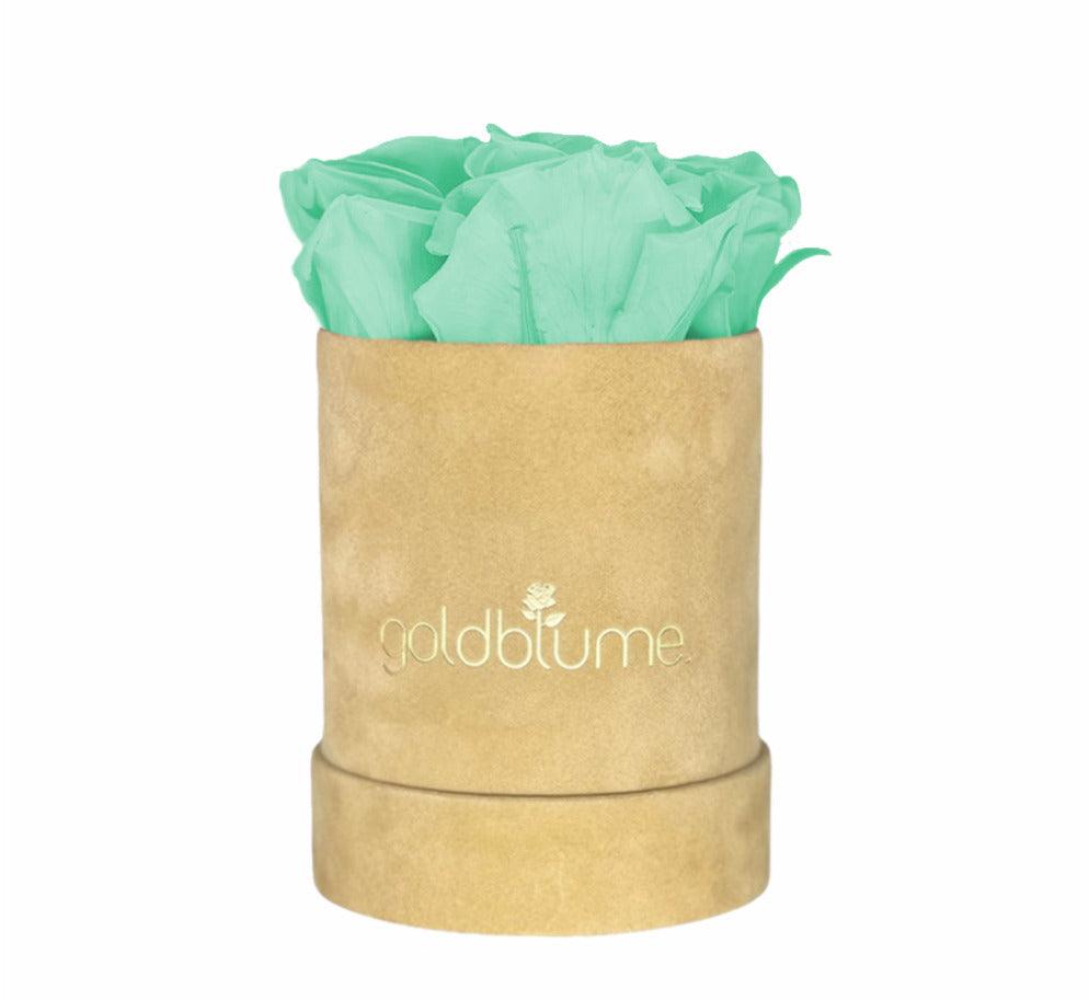 Velvet Beige Collection - Goldblume 