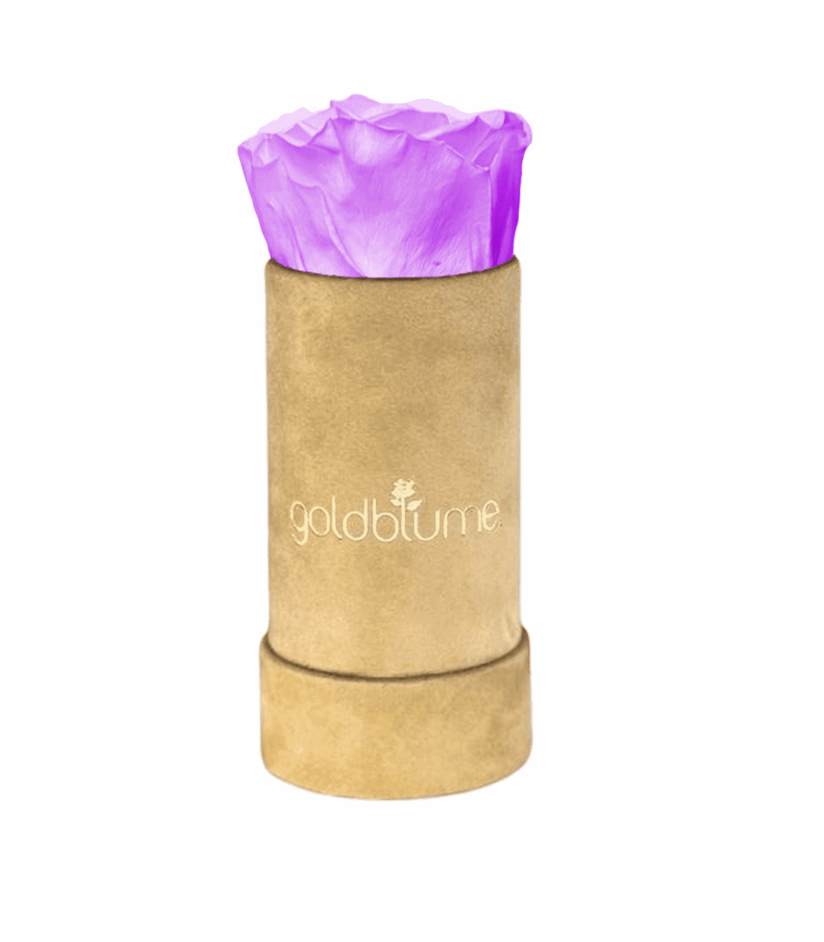 Velvet Beige Collection - Goldblume 