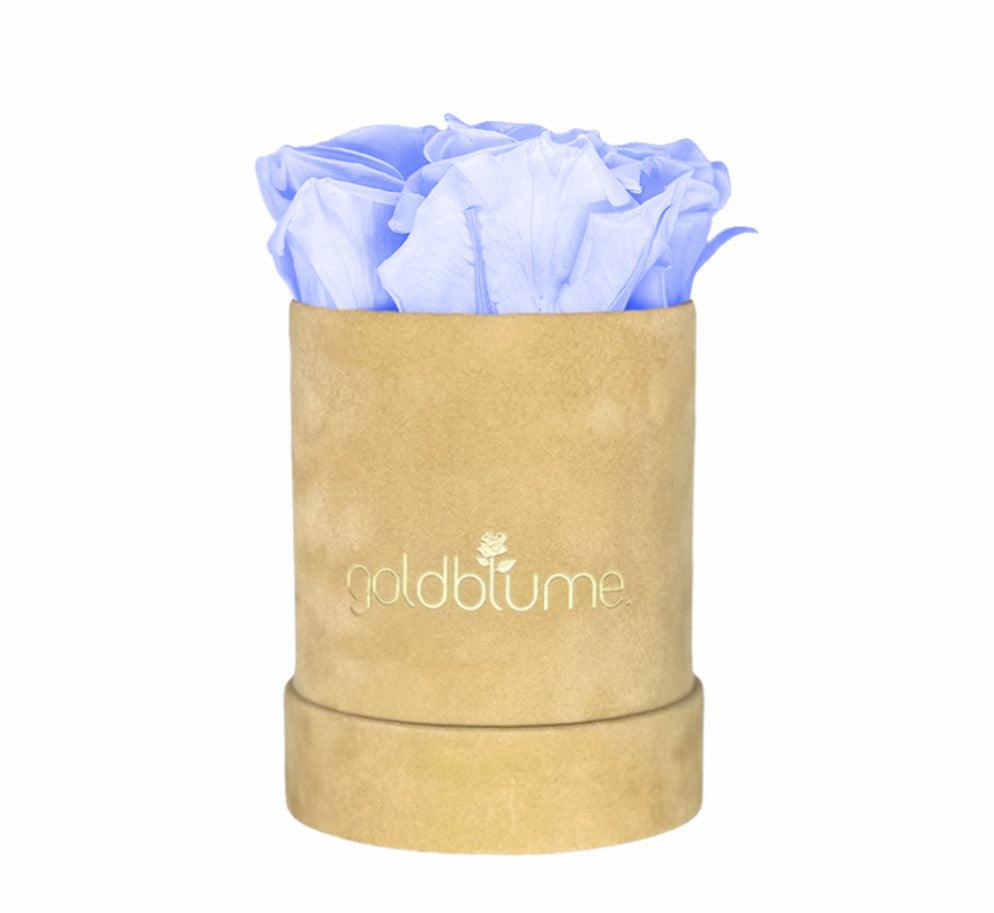 Velvet Beige Collection - Goldblume 