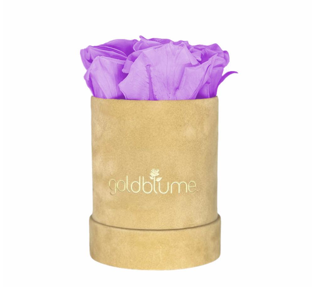 Velvet Beige Collection - Goldblume 