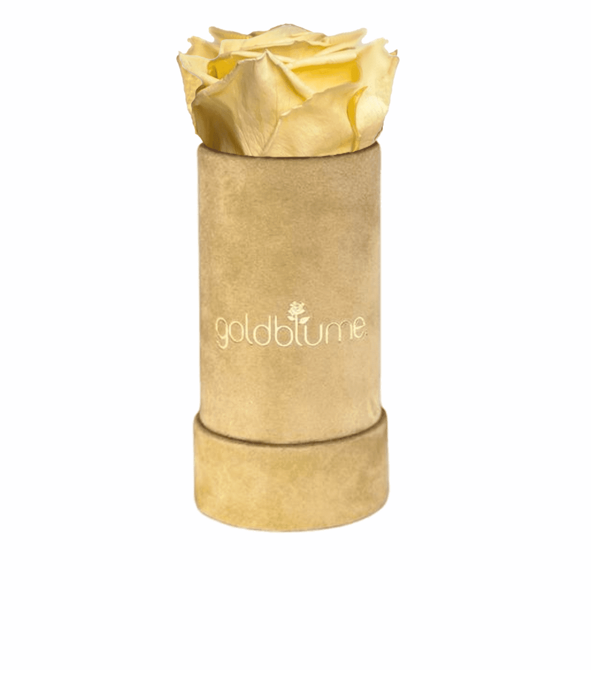 Velvet Beige Collection - Goldblume 