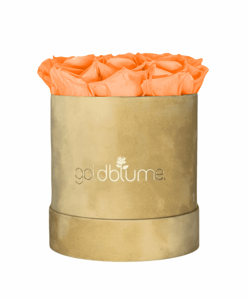 Velvet Beige Collection - Goldblume 