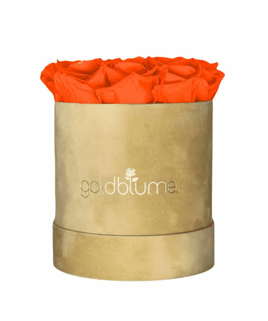 Velvet Beige Collection - Goldblume 