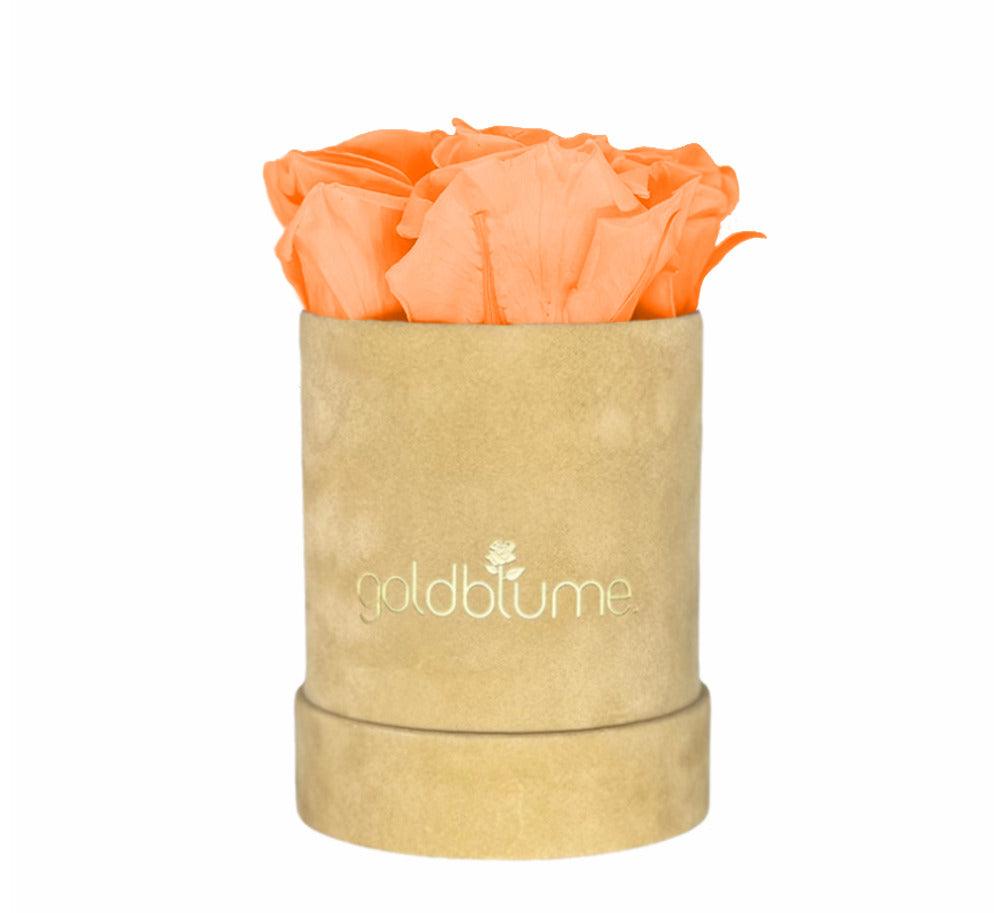 Velvet Beige Collection - Goldblume 