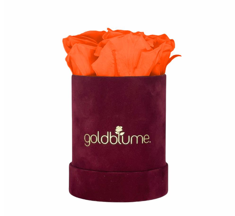 Velvet Bordeaux Collection - Goldblume 