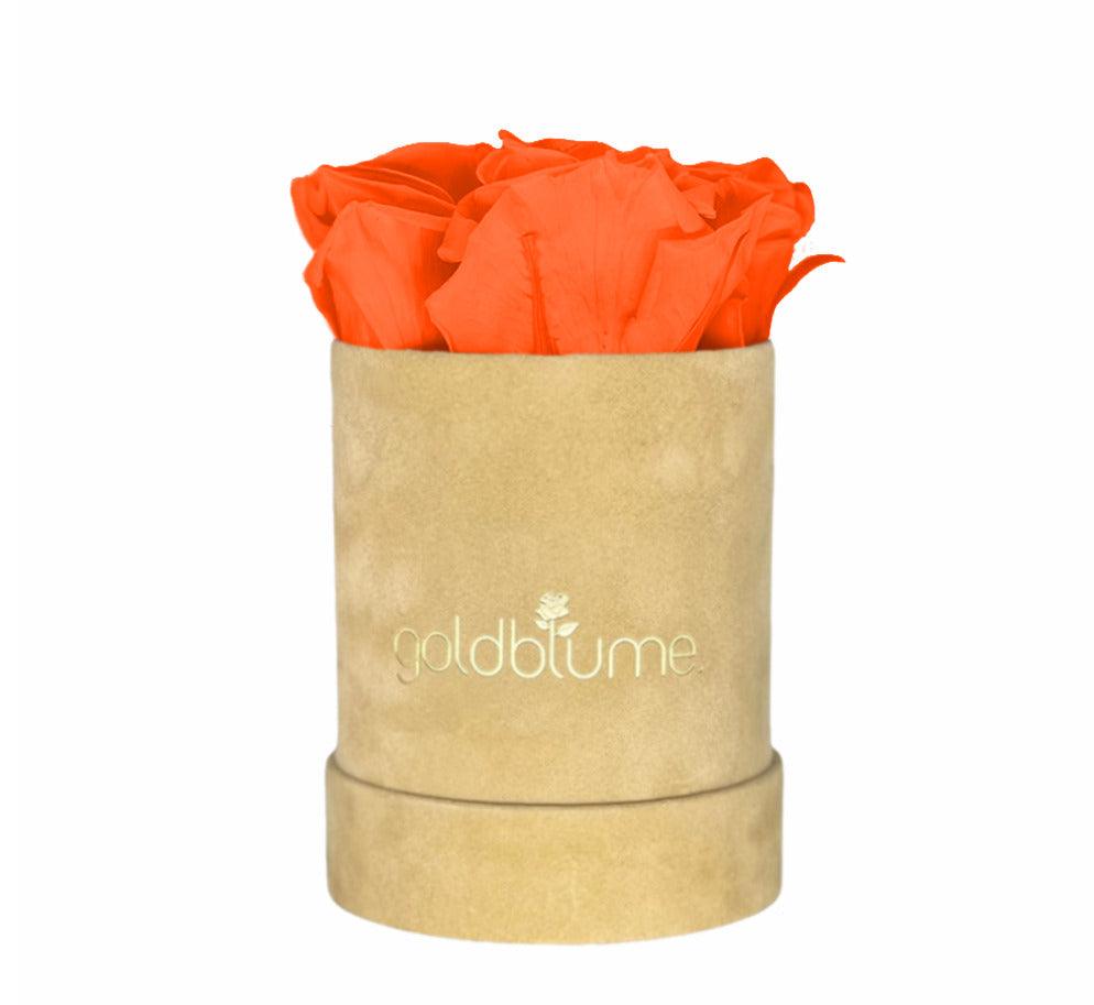 Velvet Beige Collection - Goldblume 