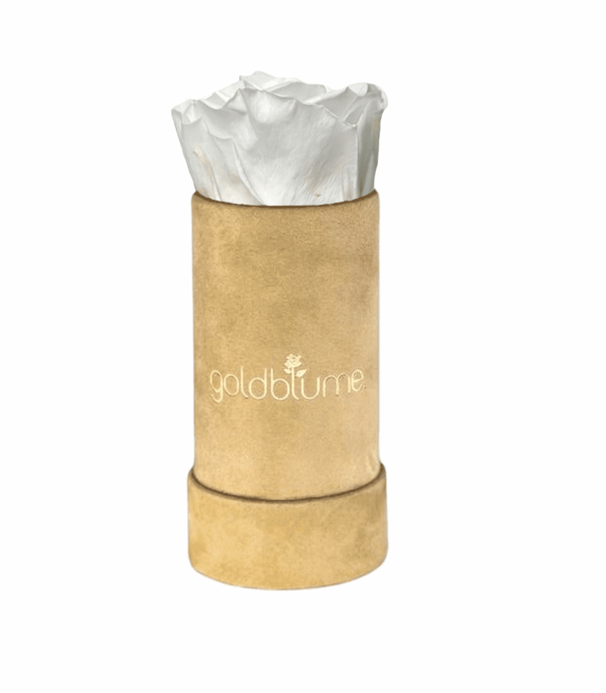 Velvet Beige Collection - Goldblume 