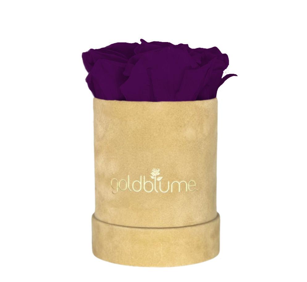 Velvet Beige Collection - Goldblume 