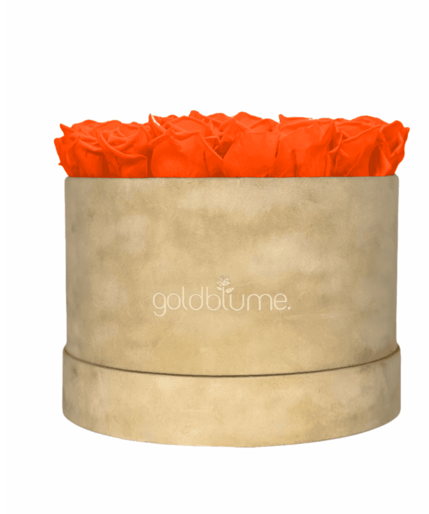 Velvet Beige Collection - Goldblume 