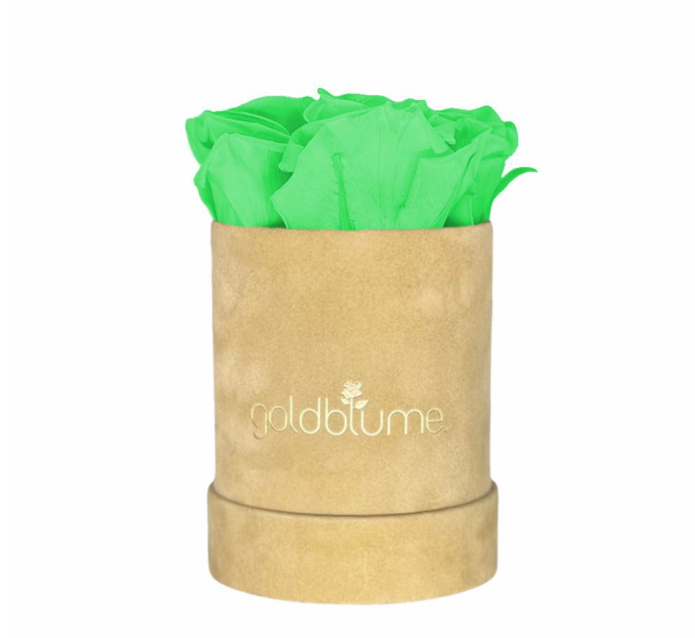 Velvet Beige Collection - Goldblume 