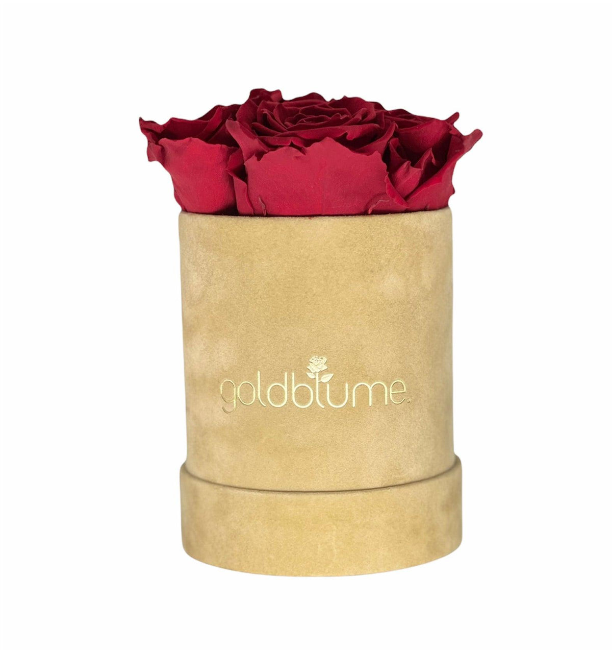 Velvet Beige Collection - Goldblume 