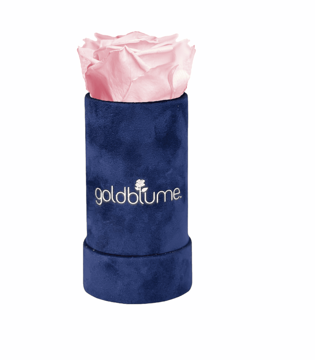 Velvet Royal Collection - Goldblume 