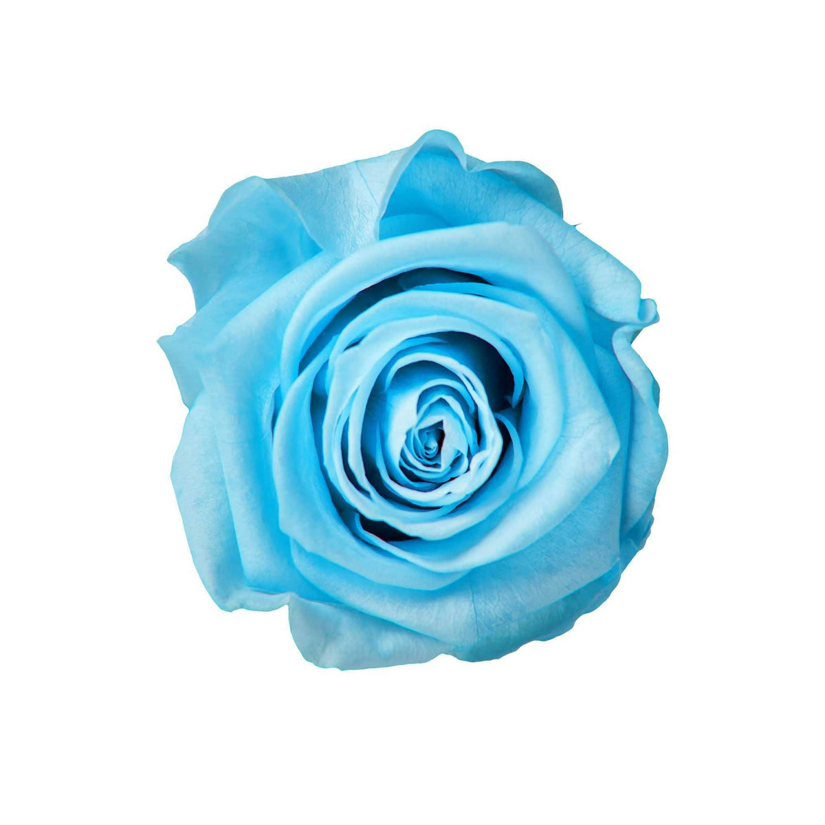 SkyRose Elegance - Goldblume 
