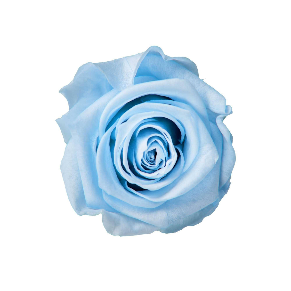 SkyRose Elegance - Goldblume 