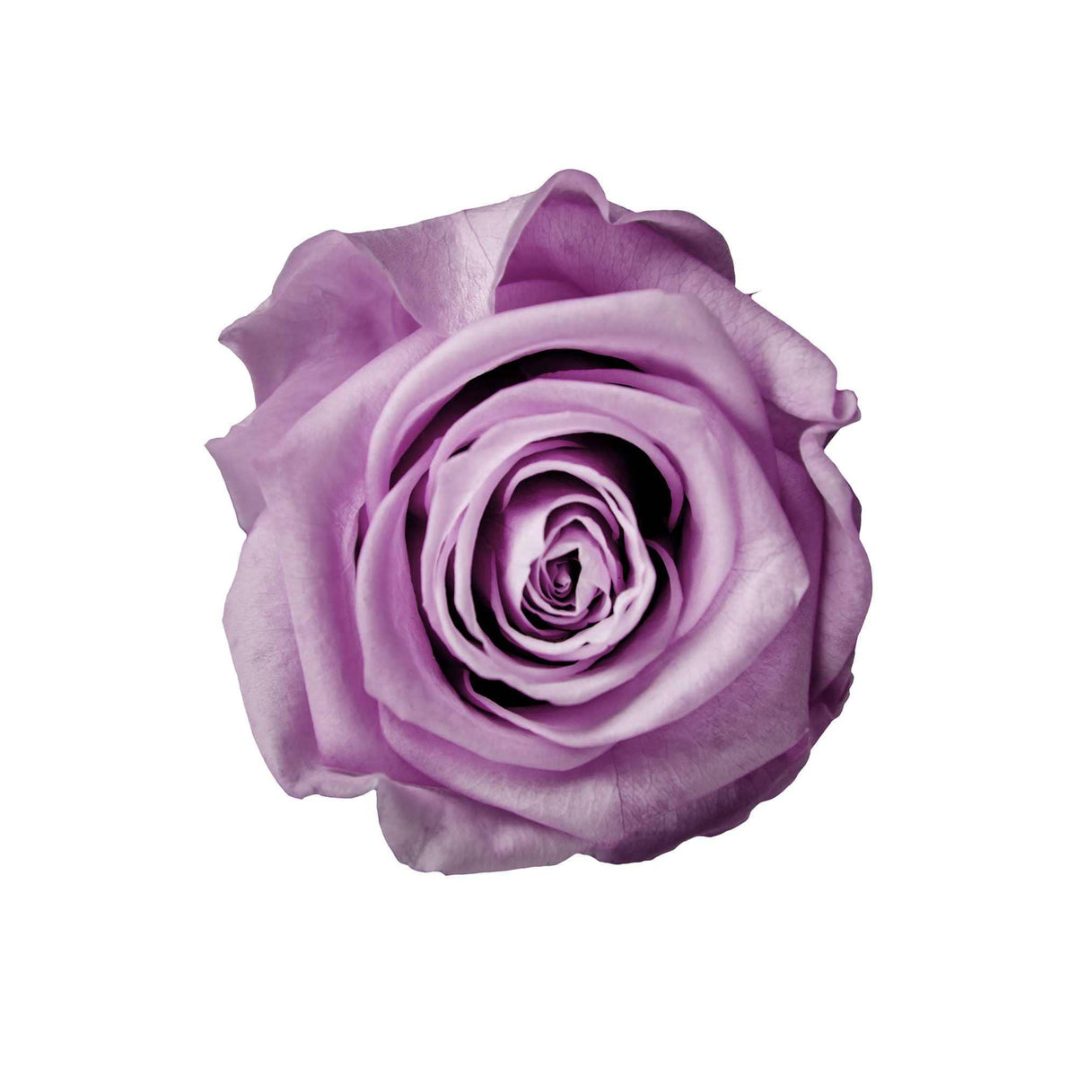 StemElegance Luxe - Das langstielige Rosen Set (5 Stk.) - Goldblume 