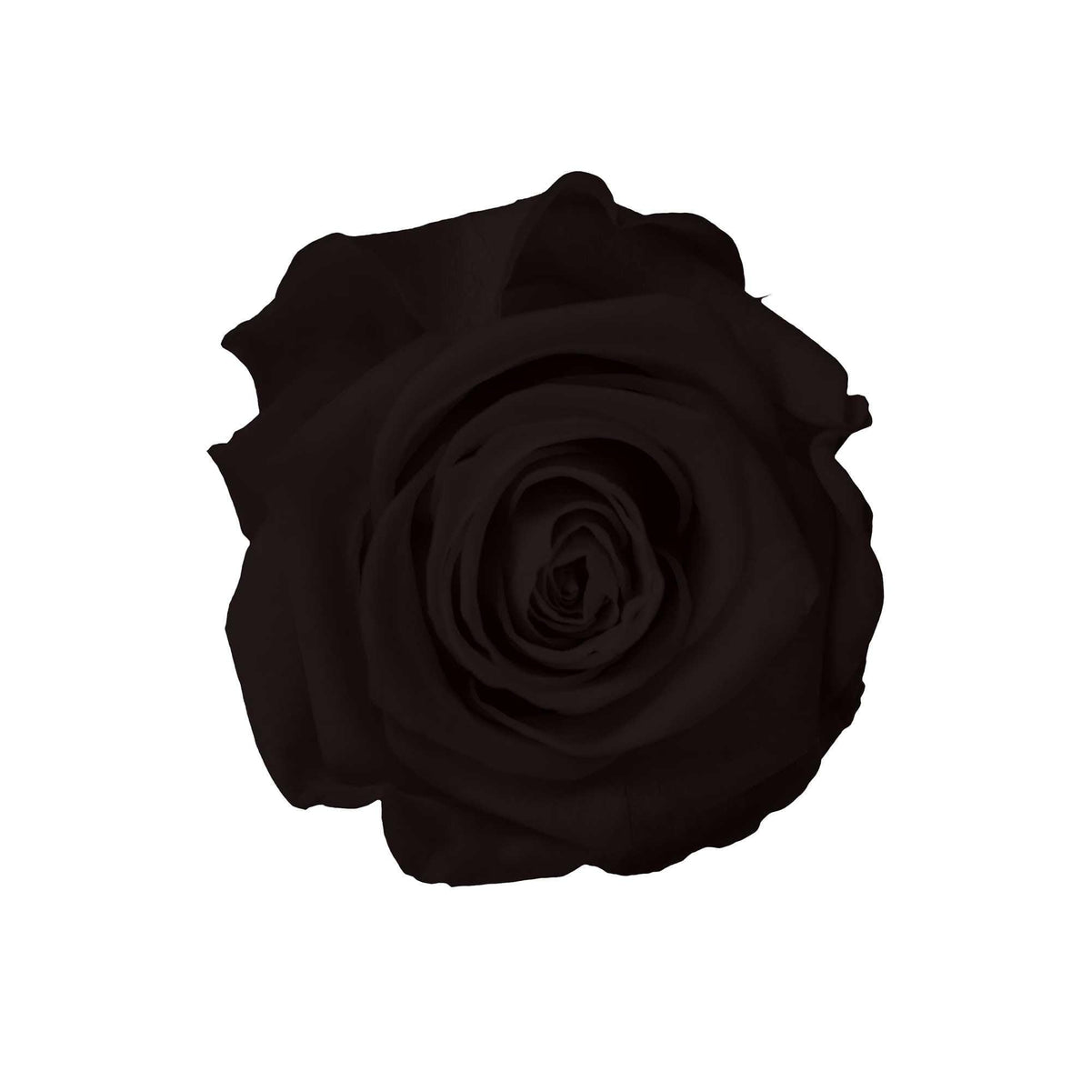 StemElegance Luxe - Das langstielige Rosen Set (5 Stk.) - Goldblume 