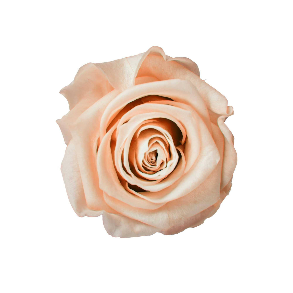 SkyRose Elegance - Goldblume 