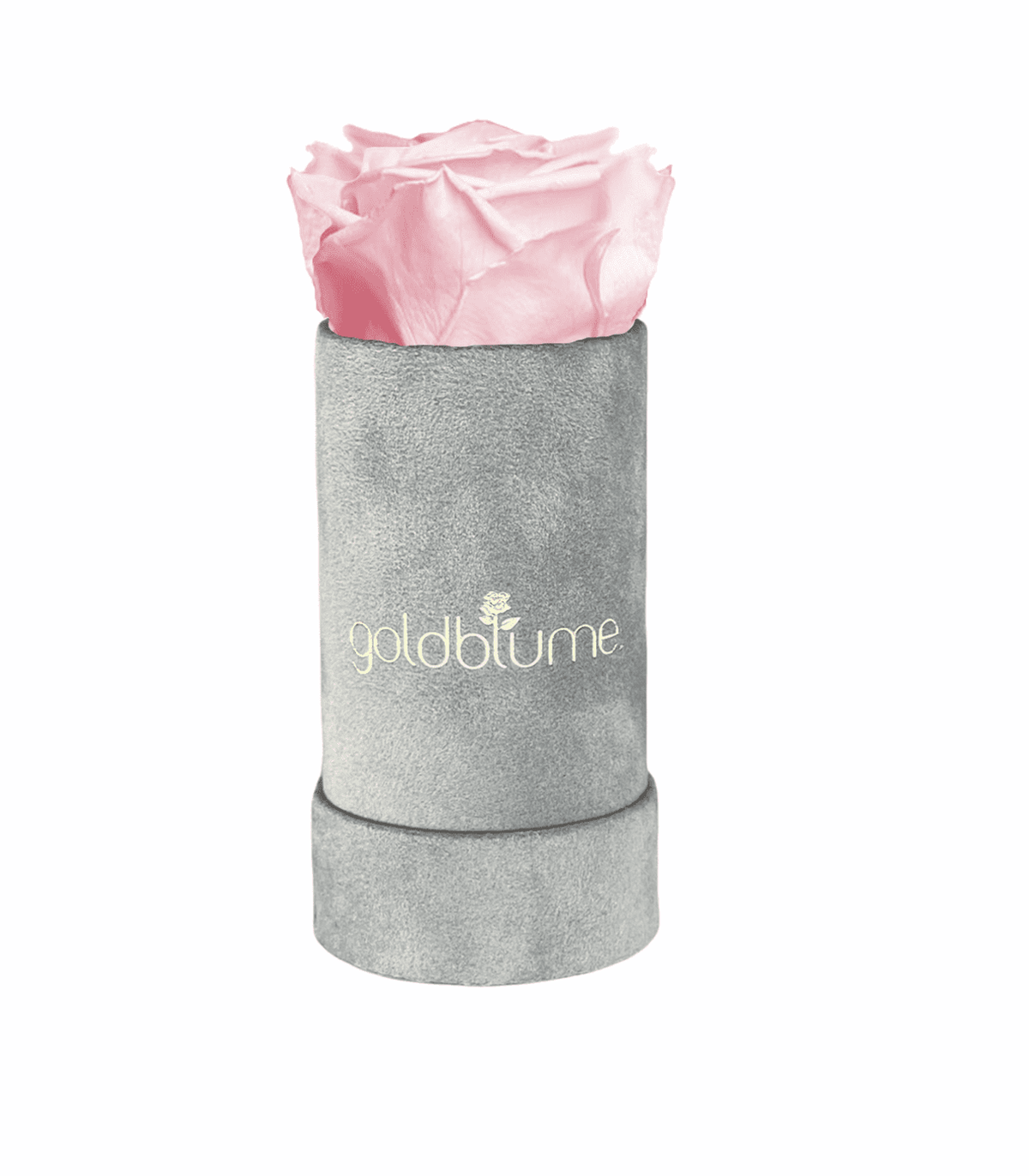 Velvet Grey Collection - Goldblume 