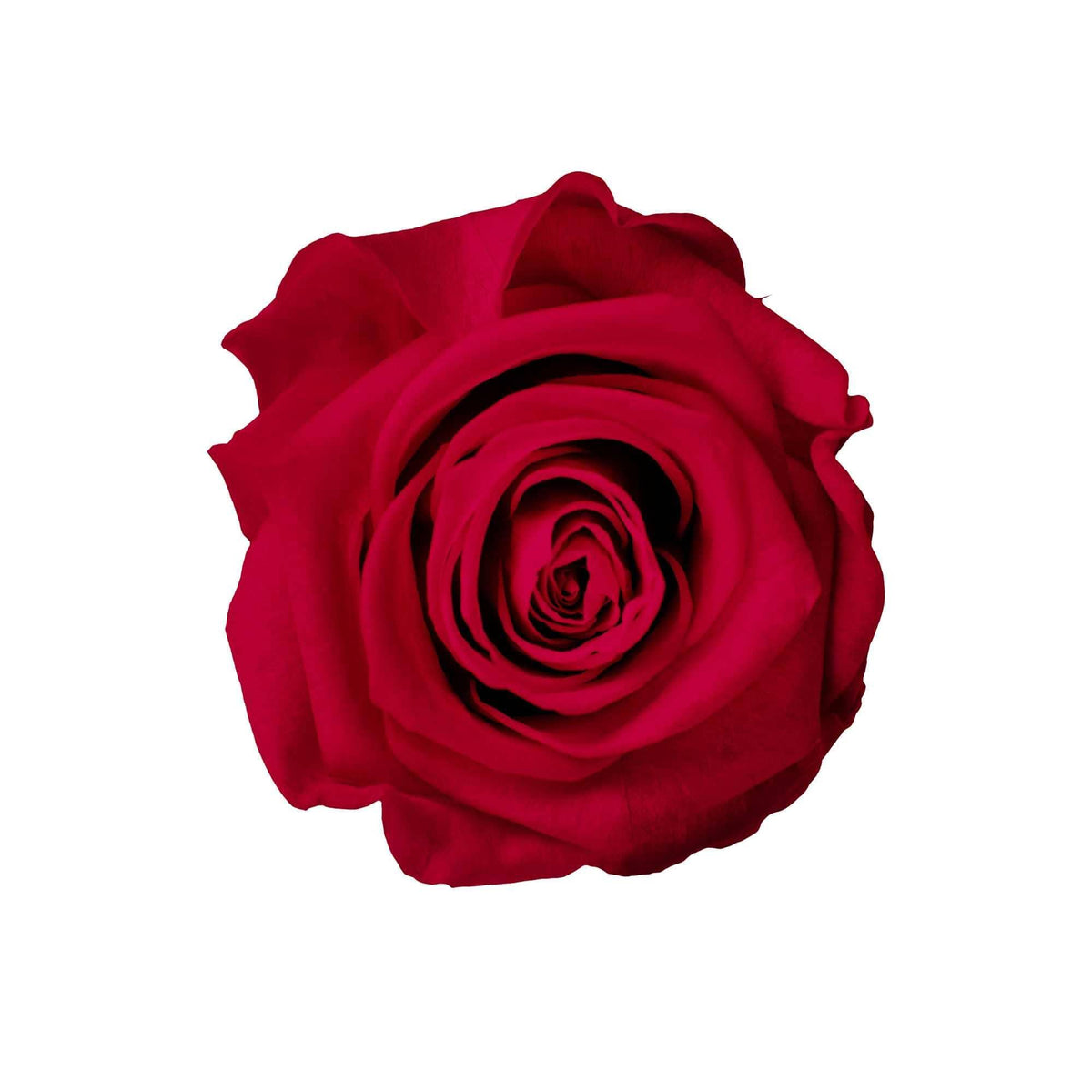 StemElegance Luxe - Das langstielige Rosen Set (5 Stk.) - Goldblume 