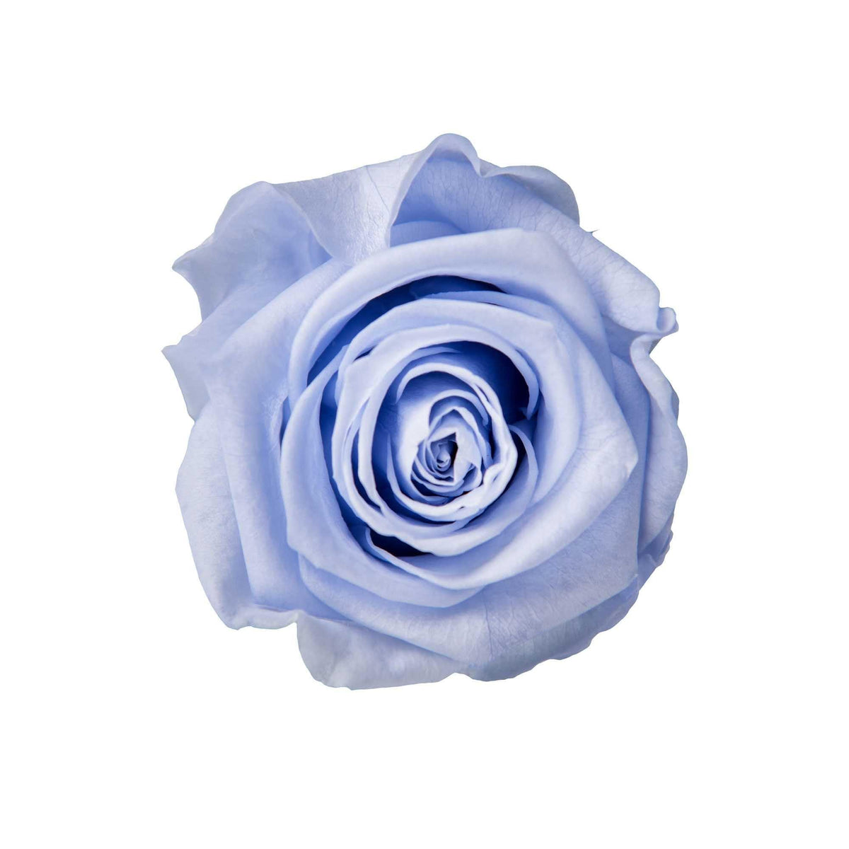 StemElegance Luxe - Das langstielige Rosen Set (5 Stk.) - Goldblume 