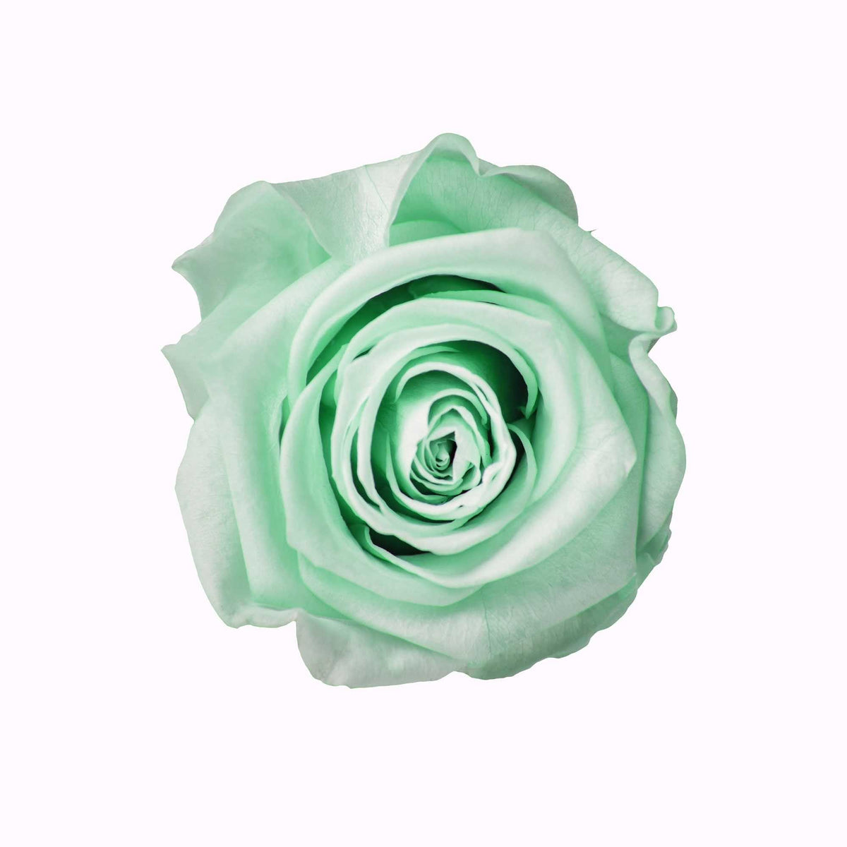 StemElegance Luxe - Das langstielige Rosen Set (5 Stk.) - Goldblume 