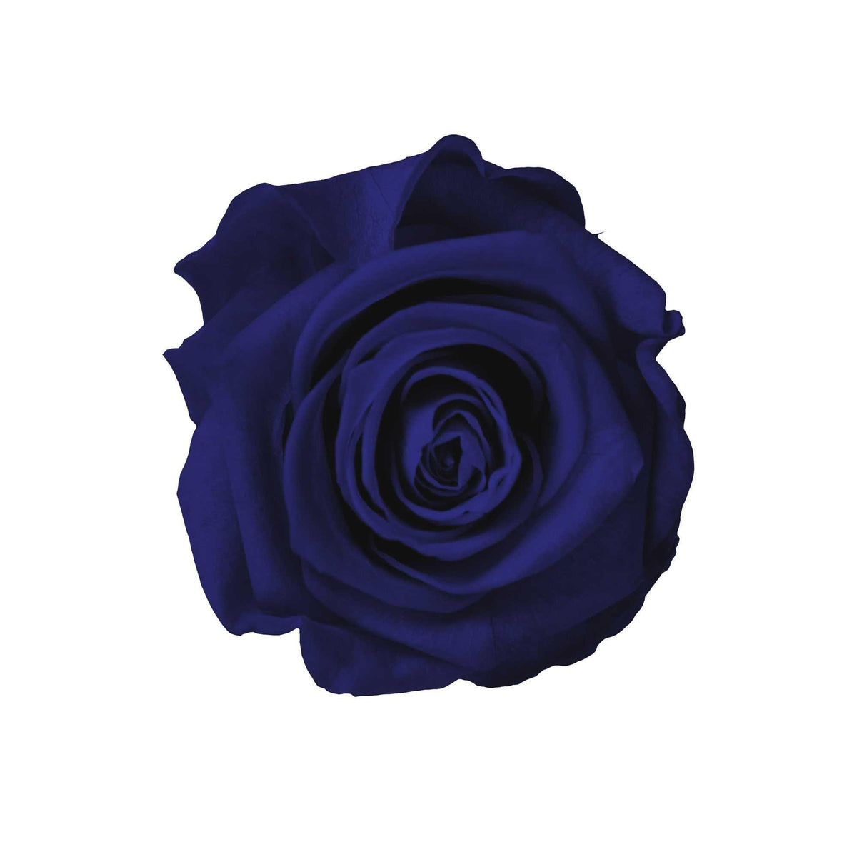 SkyRose Elegance - Goldblume 