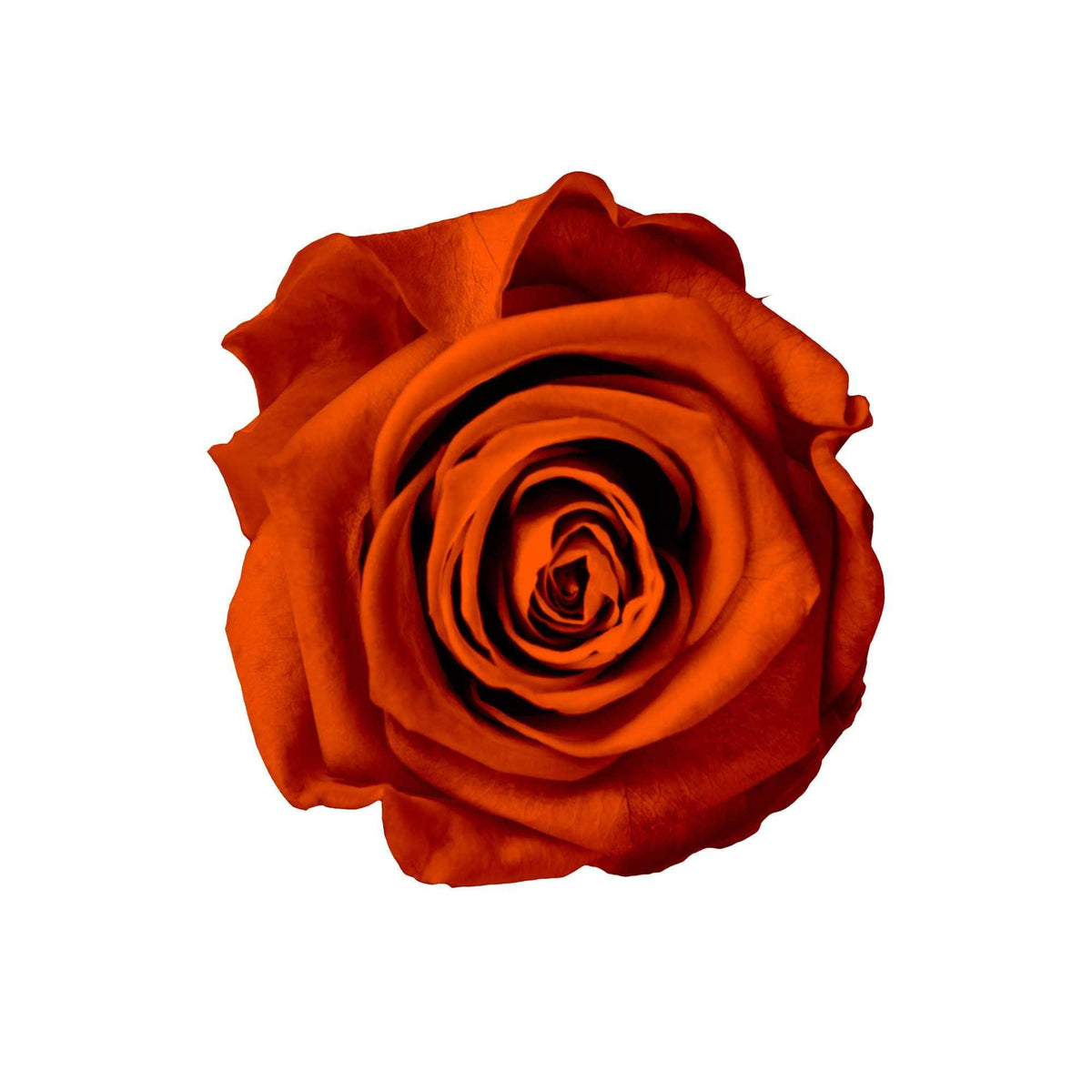 StemElegance Luxe - Das langstielige Rosen Set (5 Stk.) - Goldblume 