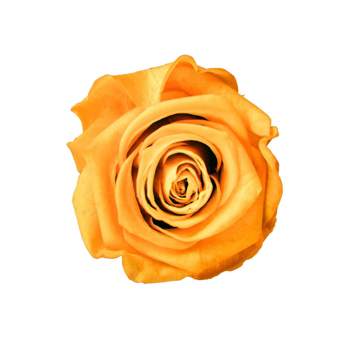 StemElegance Luxe - Das langstielige Rosen Set (5 Stk.) - Goldblume 