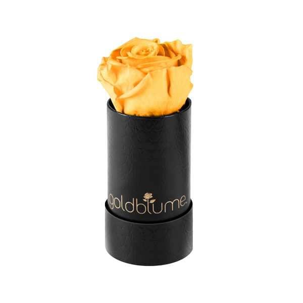 Baby klassische - Goldblume 
