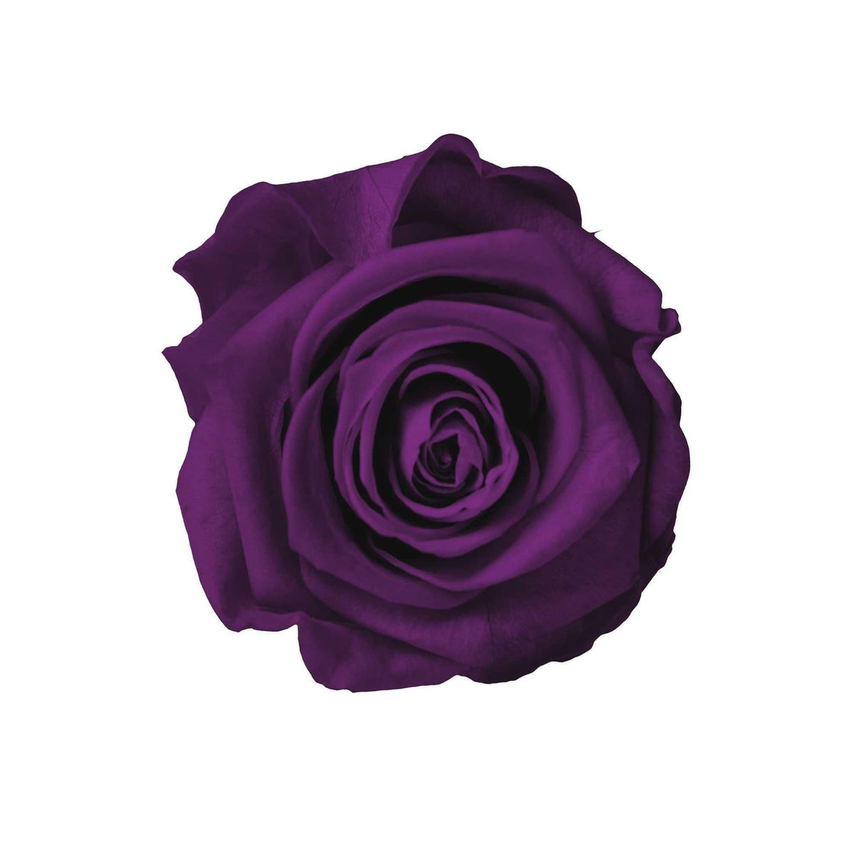 StemElegance Luxe - Das langstielige Rosen Set (5 Stk.) - Goldblume 